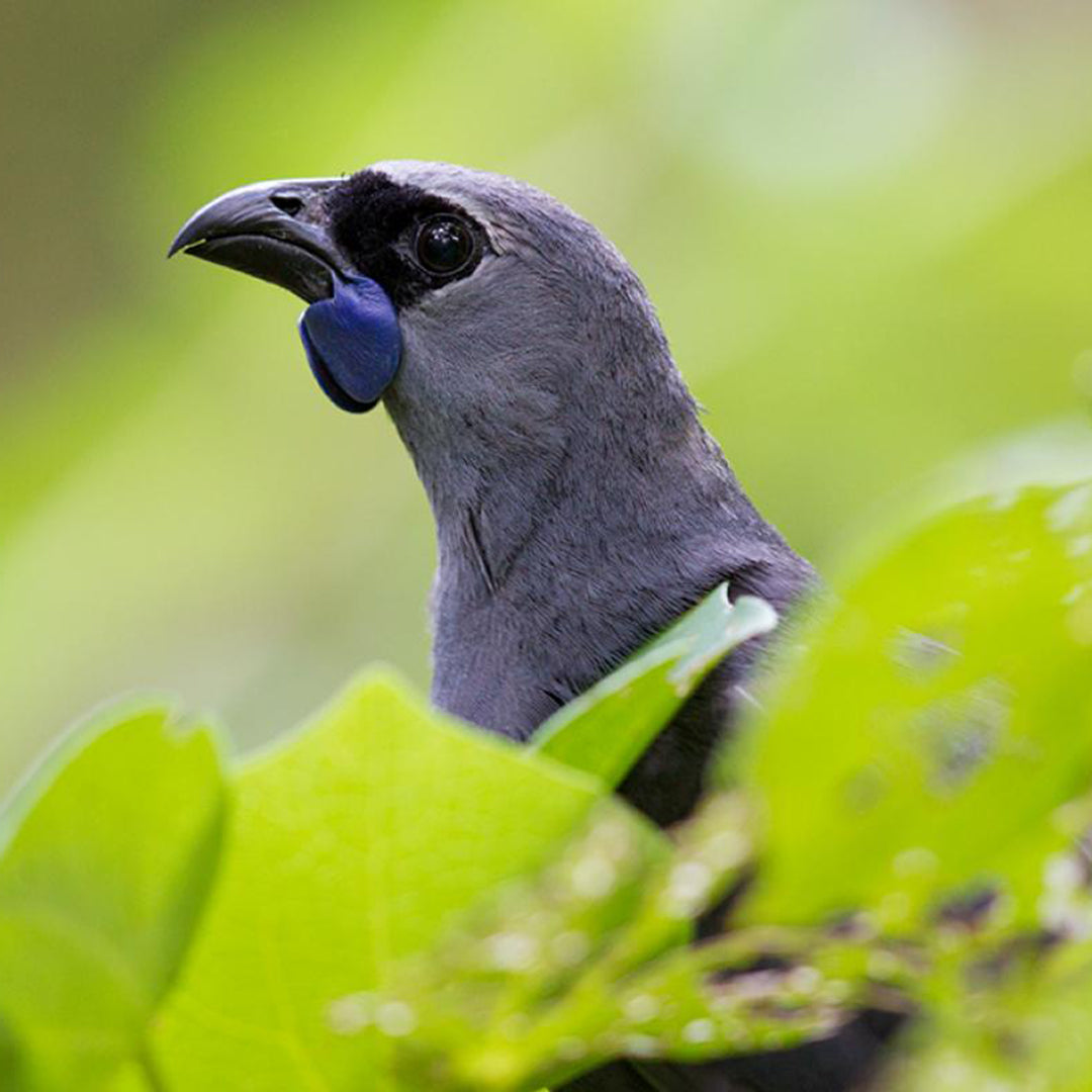 Crane Brothers | Bird of the Year