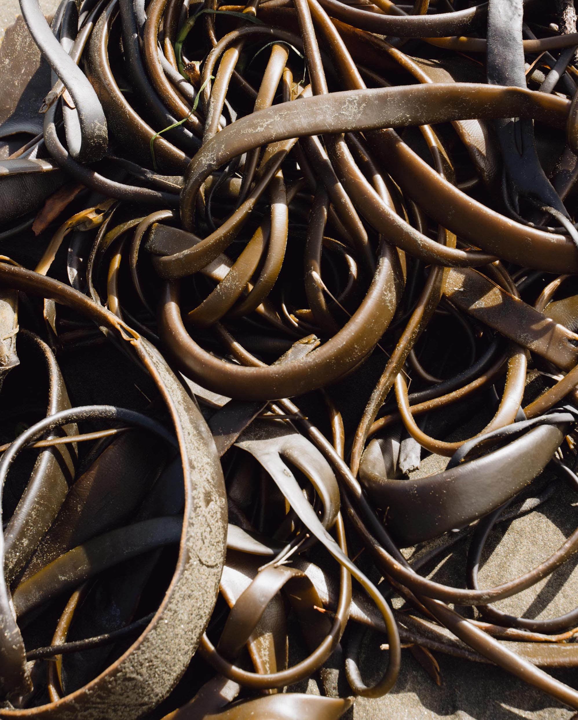 Crane Brothers | Green: Some Sage Advice