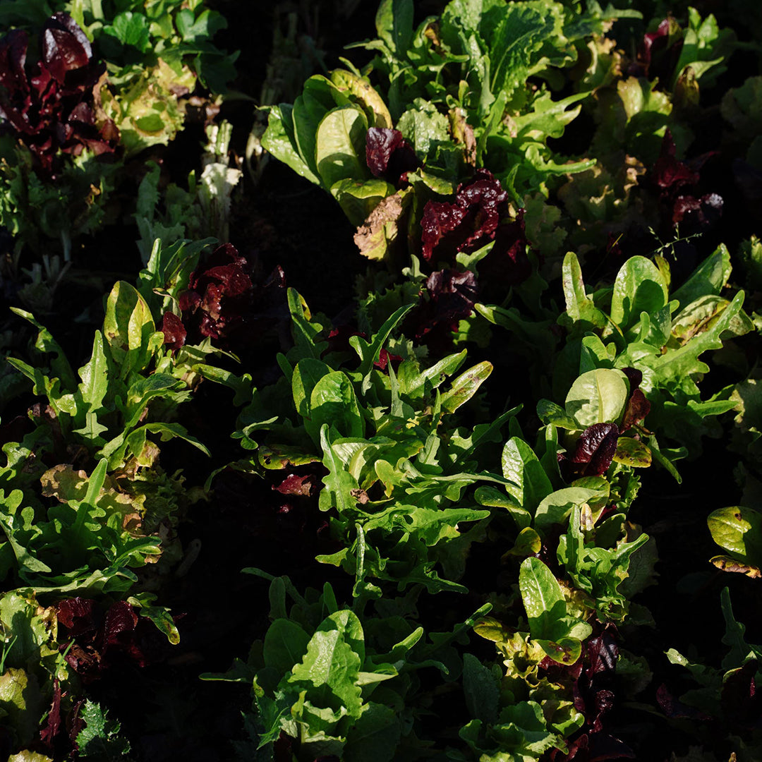 Crane Brothers | Mānawatia a Matariki