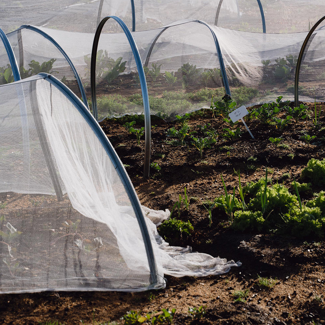Crane Brothers | Mānawatia a Matariki